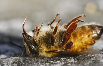 Zespół masowego ginięcia pszczoły miodnej obserwuje się na całym świecie. Na zdjęciu martwa pszczoła w Roseburgu (Oregon), USA. / Fot. Robin Loznak / CORBIS
