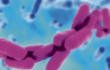 Bakteria Klebsiella pneumoniae odpowiedzialna za zakażenia szpitalne.  / Fot. atcc.org