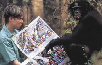 Dr Susan Savage-Rumbaugh uczy Kanziego, szympansa bonobo, komunikowania się przy pomocy leksygramów / Fot. Georgia State University’s Language Research Center in Atlanta