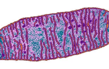 Mitochondrium / Fot. GETTY IMAGES