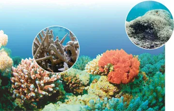 Na zbliżeniach – wyblakłe fragmenty umierającej Wielkiej Rafy Koralowej / Fot. RICHCAREYZIM / DREAMSTIME.COM // WWF.AUSTRALIA // WWW.RICE.EDU