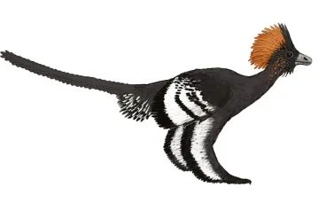 Rekonstrukcja dinozaura Anchiornis huxleyi, która przedstawia faktyczne kolory jego upierzenia, odtworzone przez Jakoba Vinthera z zespołem / Image courtesy of Michael A. Digiorgio / Science