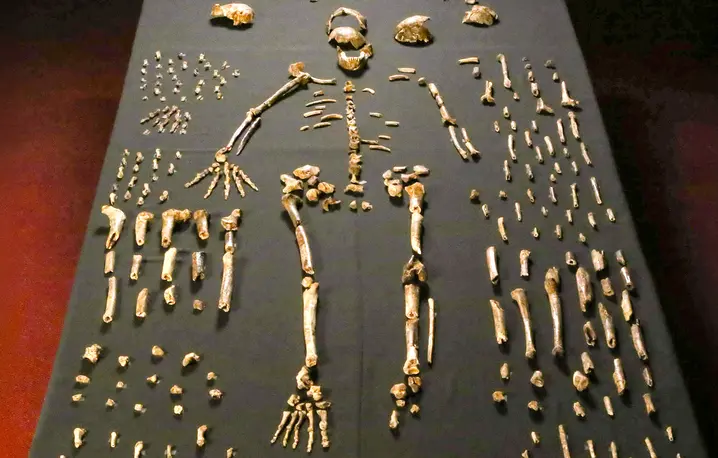 Homo naledi // Emőke Dénes / CC BY-SA 4.0