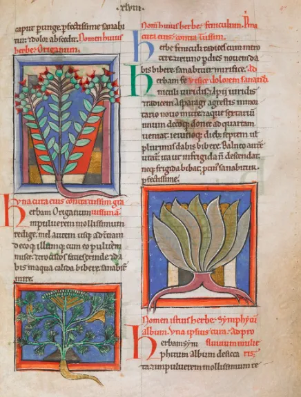 Karta 47 r.: Herba Origanum (lebiodka, oregano), Herba Feniculum (fenkuł włoski, koper włoski) oraz Herba Symphytum (żywokost lekarski); Pseudo-Apuleius, Herbarium / domena publiczna Karta 47 r.: Herba Origanum (lebiodka, oregano), Herba Feniculum (fenkuł włoski, koper włoski) oraz Herba Symphytum (żywokost lekarski); Pseudo-Apuleius, Herbarium / domena publiczna