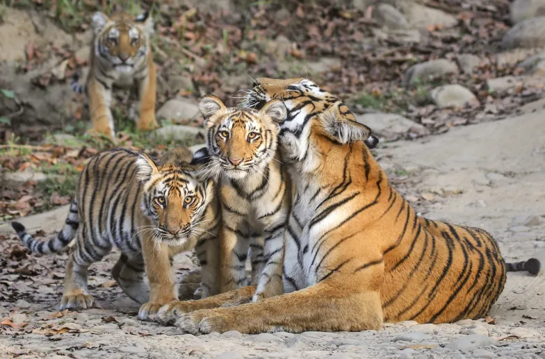 Tygrysica z młodymi w parku narodowym Jima Corbetta w indyjskim stanie Uttarkhand, 29 września 2023 r. / fot. Akash Akinwar/Solent News & Photo Agency/Solent News/East News