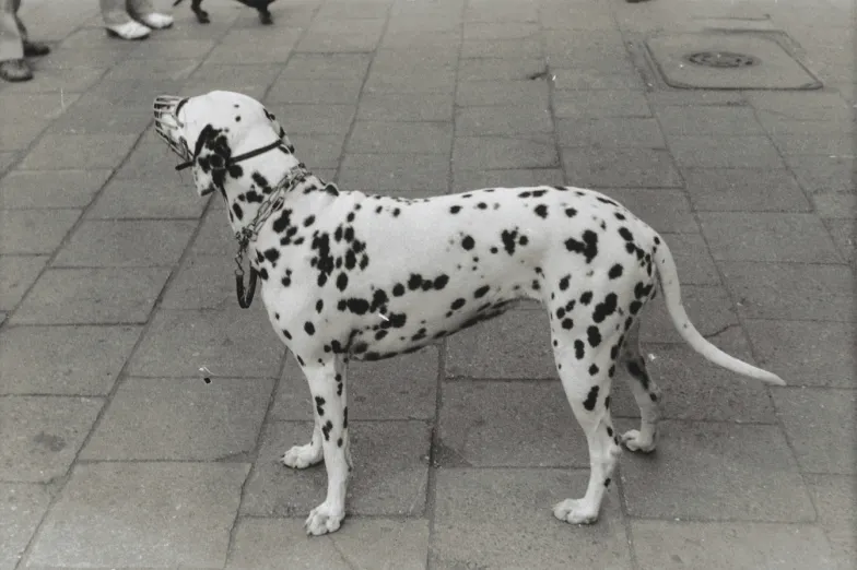 Jan Tarasin, bez tytułu, 1978/2002, fotografia czarno-biała, 30 × 41 cm, praca przekazana do Muzeum Fotografii w Krakowie / materiały prasowe Jan Tarasin, bez tytułu, 1978/2002, fotografia czarno-biała, 30 × 41 cm, praca przekazana do Muzeum Fotografii w Krakowie / materiały prasowe