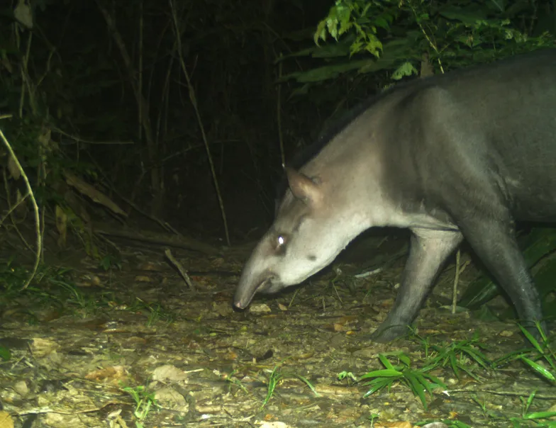 Tapir uchwycony dzięki fotopułapce zainstalowanej przez Izabelę Stachowicz.