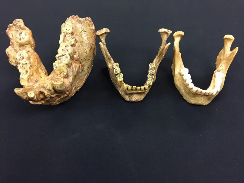 Porownanie żuchwy gigantopiteka (z lewej) z żuchwami antycznego (w środku) i współczesnego Homo sapiens / Materiał prasowy New York University