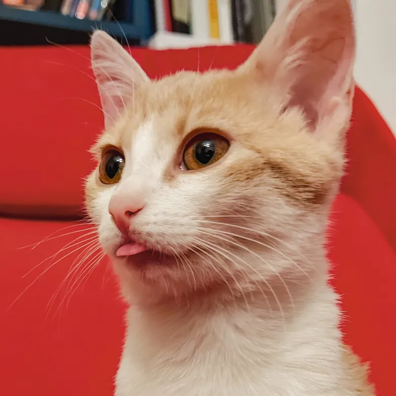 Kotek jest słodki, lecz słodsza jest wizja pognębienia.