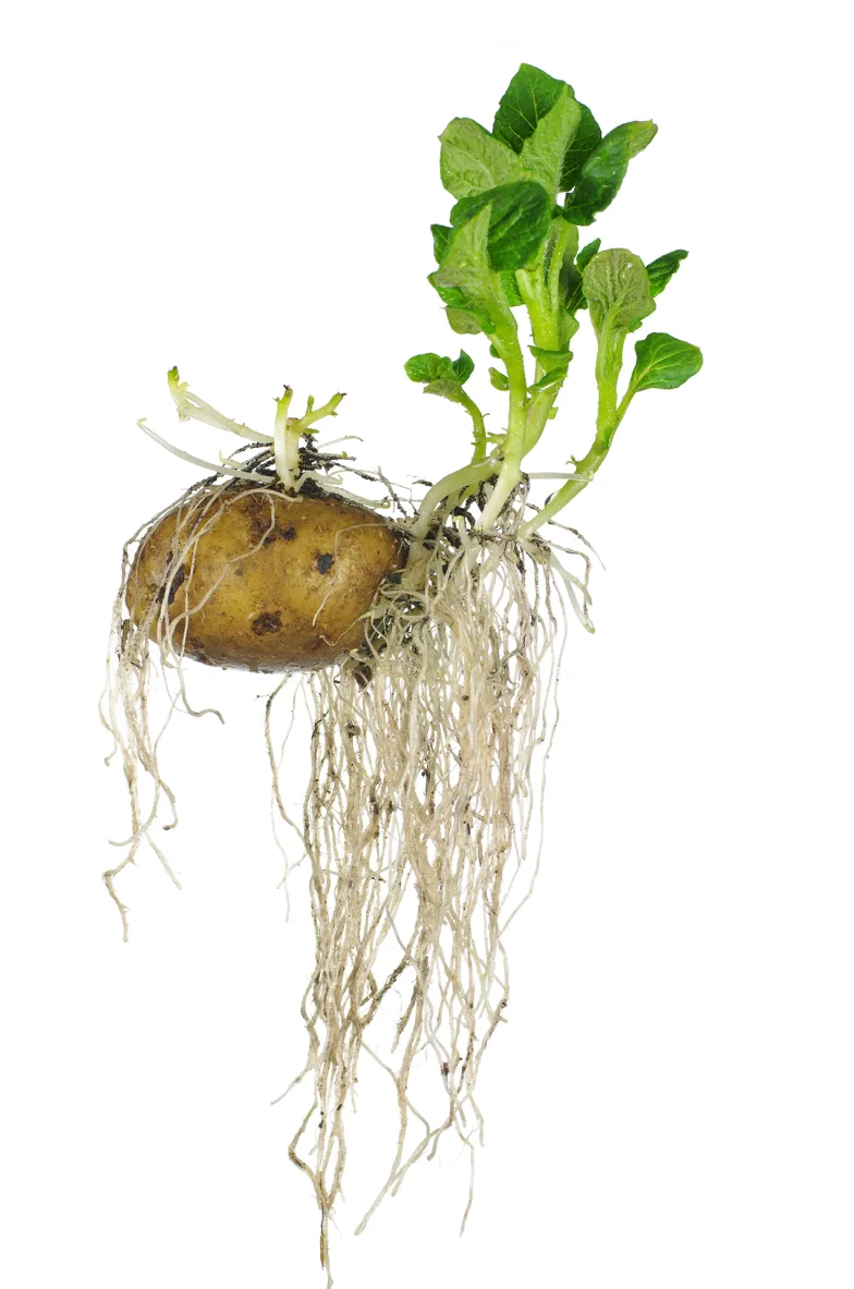 Kiełkujący ziemniak z korzeniami / Fot. Krasowit / Shutterstock