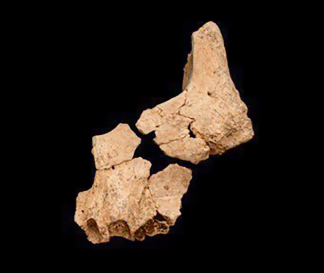 Pink – najstarsze znane skamieniałości człowieka z Europy (1,4 mln lat, Sima del Elefante) / Domena publiczna