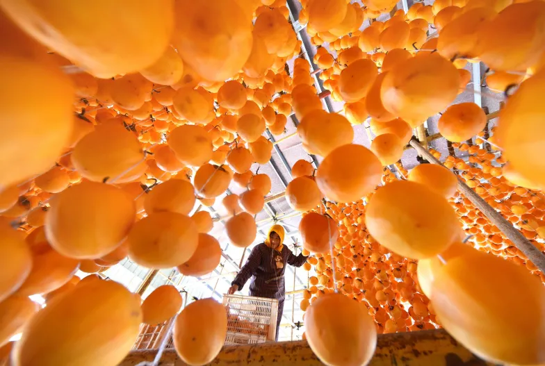 Suszenie owoców kaki w gospodarstwie rolnym w prowincji Shandong, Chiny, październik 2017 r. // Fot. Zhao Dongshan / Xinhua / East News