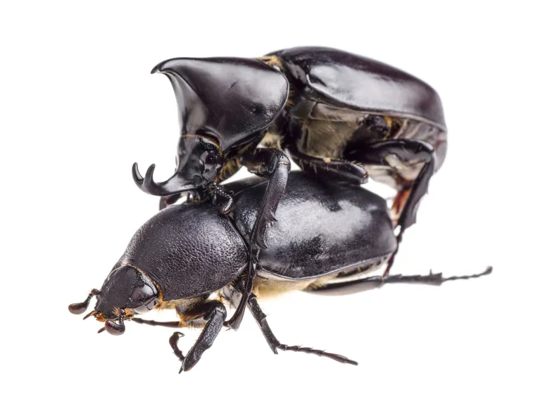 Para rohatyńców borneańskich (Xylotrupes gideon). Samce tych chrząszczy silnie rywalizują o partnerki, w czym pomagają im ich rogi. // Pan Xunbin / East News
