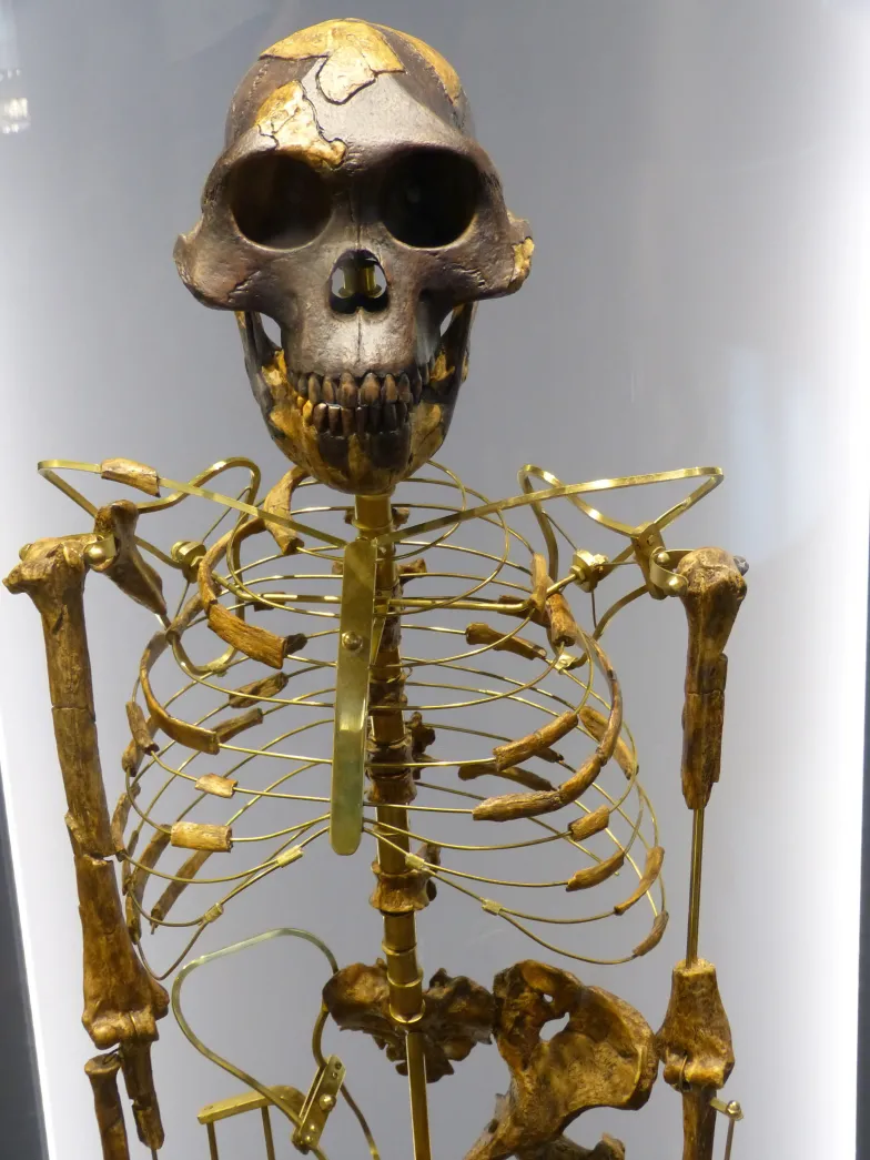 Rekonstrukcja szkieletu samicy Australopithecus afarensis „Lucy”, znalezionej w Hadar (Etiopia) w 1974 roku. Muzeum Historii Naturalnej w Wiedniu // Domena publiczna / Wikipedia Rekonstrukcja szkieletu samicy Australopithecus afarensis „Lucy”, znalezionej w Hadar (Etiopia) w 1974 roku. Muzeum Historii Naturalnej w Wiedniu // Domena publiczna / Wikipedia