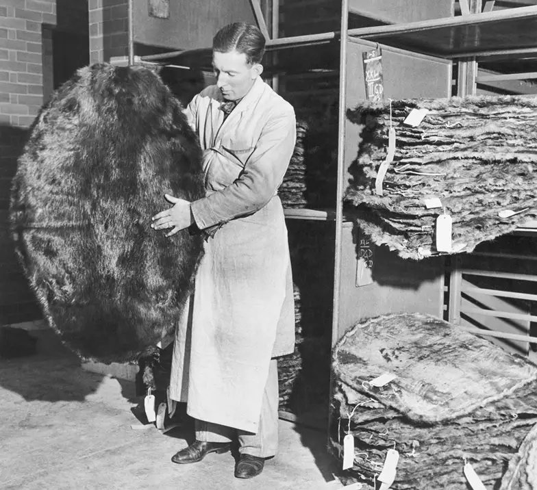 Kontrola jakości skór bobrowych w hurtowni Hudson's Bay Company. Manitoba, Canada, 1946 r. // Fot. George Konig / Hulton Archive / Getty Images Kontrola jakości skór bobrowych w hurtowni Hudson's Bay Company. Manitoba, Canada, 1946 r. // Fot. George Konig / Hulton Archive / Getty Images