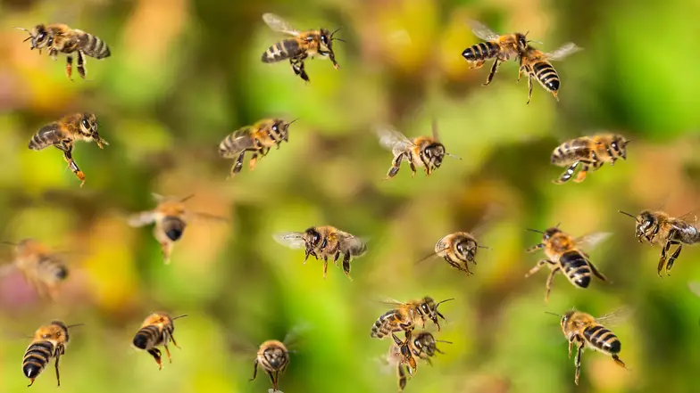 Pszczoły // Fot. Kuttelvaserova Stuchelova / Shutterstock Pszczoły // Fot. Kuttelvaserova Stuchelova / Shutterstock