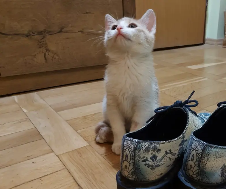 Niektóre sytuacje nadal można określić tylko jako głupie jak but z lewej nogi // Fot. Olga Drenda