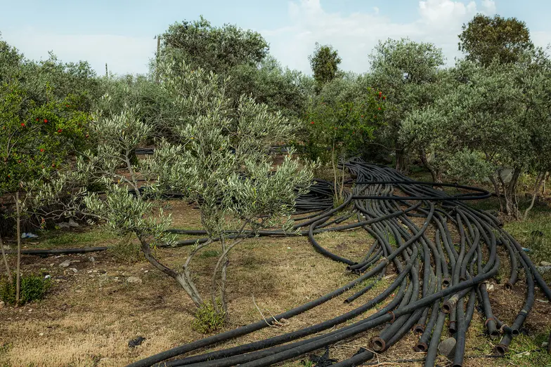 Od nielicznych dostępnych źródeł wody do pól uprawnych prowadzone są kilometry rur. Od lat uprawia się tu głównie oliwki i granaty, odporne na suszę. Ale także one już umierają. // Fot. Amadeusz Świerk