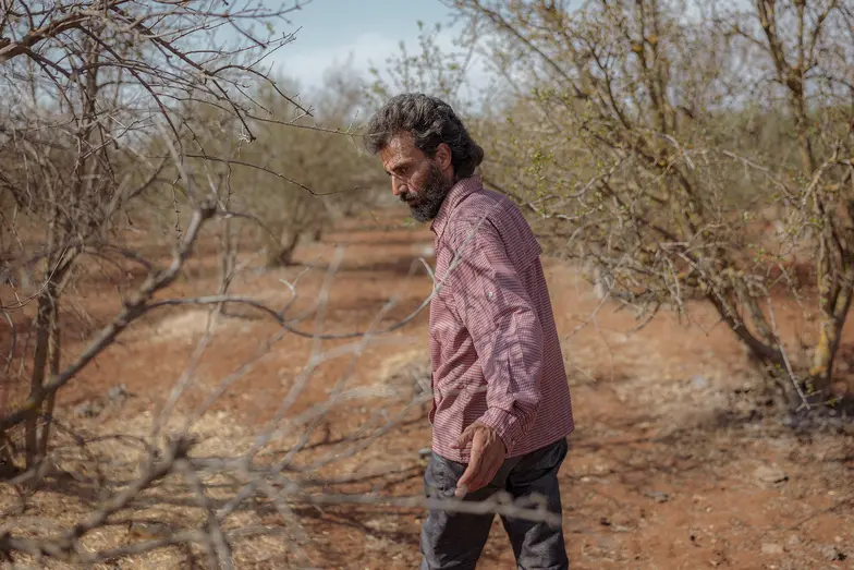 Rijad Al-Hashish w swoim umierającym sadzie granatów. Rijada nie stać na wiercenie głębokich studni, co kosztowałoby kilka tysięcy dolarów. // Fot. Amadeusz Świerk