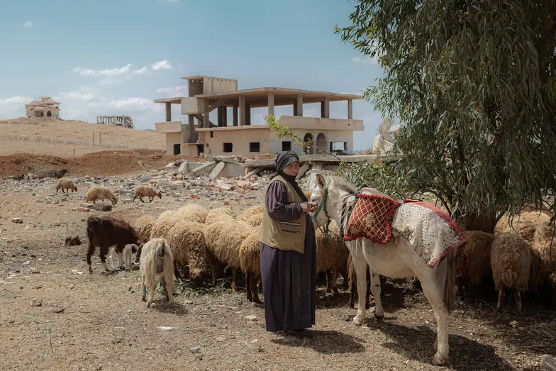 Nezma Hamed codziennie przyprowadza swoje owce i krowy na skraj miasta, gdzie ostatnie drzewa przy drodze wciąż dają im trochę pożywienia. Kiedyś jej stado liczyło 50 owiec i 10 krów; dziś pozostało tylko 20 owiec i kilka krów. Susza i zanieczyszczona woda dziesiątkują zwierzęta, a deszcz jest jej jedyną nadzieją na przetrwanie. // Fot. Amadeusz Świerk