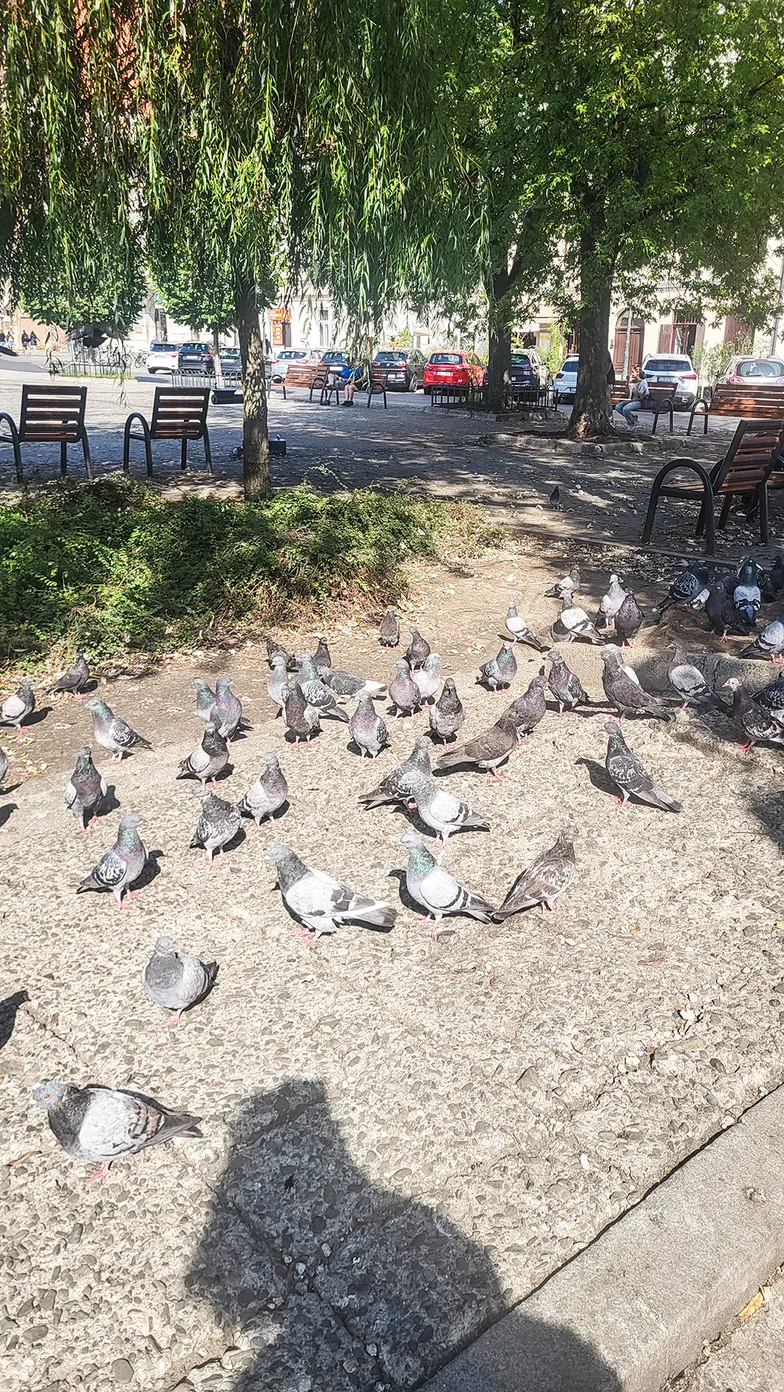 Gołębie pod Muzeum Etnograficznym, w którym kiedyś eksponowano ekran -serce // Fot. Olga Drenda 
