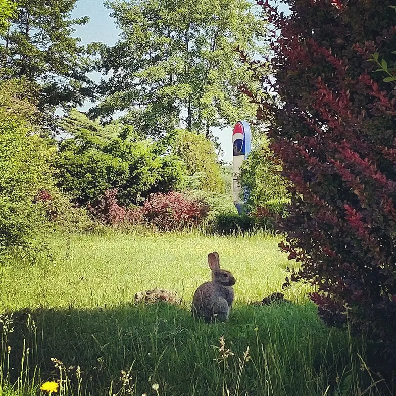 Polski Bugs // Fot. Olga Drenda