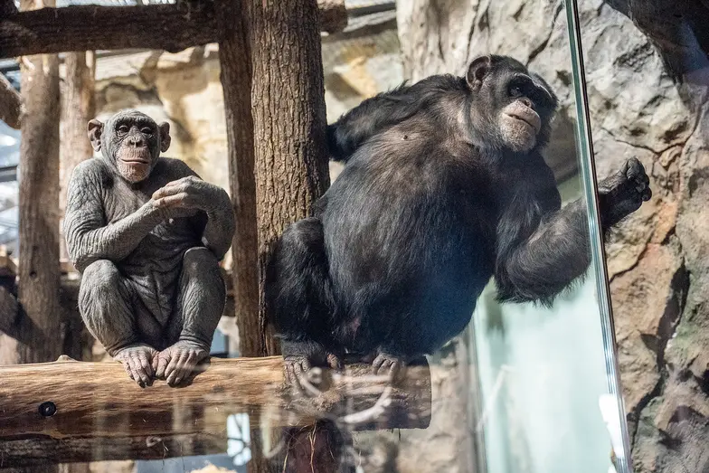Rodzina szympansów uratowana z Ekoparku. Romeo i Julia (po charkowsku: Roma i Dżeta) z córką Lalą w zoo w Charkowie. Ukraina, 2 marca 2026 r. // Fot. Marek Bednarz 