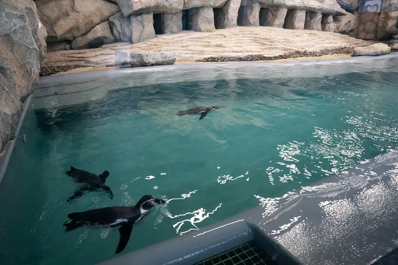 Trzy pingwiny Humboldta, uratowane z Ekoparku i przeniesione do charkowskiego zoo. Ukraina, 2 marca 2026r . // Fot. Marek Bednarz