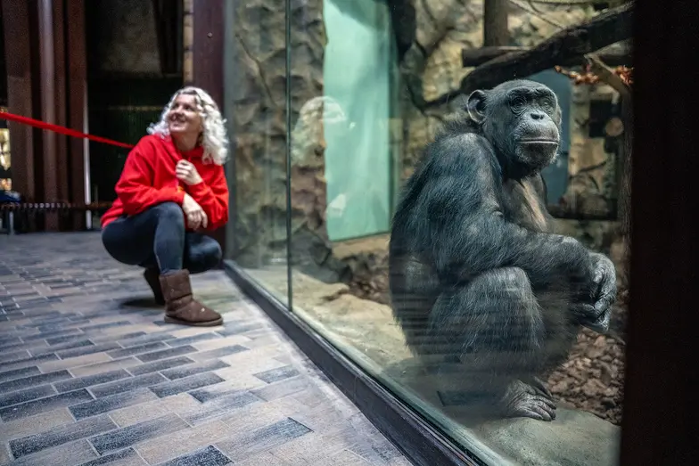 Szympans Dżeta w Charkowskim ogrodzie zoologicznym, z opiekunką Wiktoria, biolożką po kijowskim uniwersytecie. Ukraina, 2 marca 2026 r. // Fot. Marek Bednarz