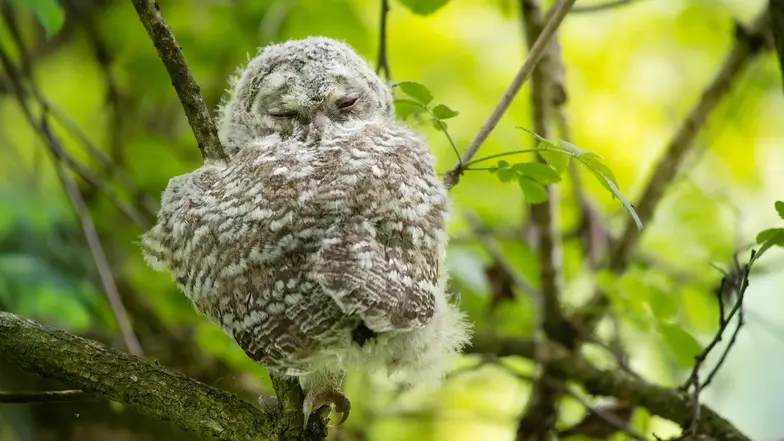 Młody puszczyk zwyczajny // Fot. Krzysztof Sarapata, Tomasz Kotaś / materiały prasowe 