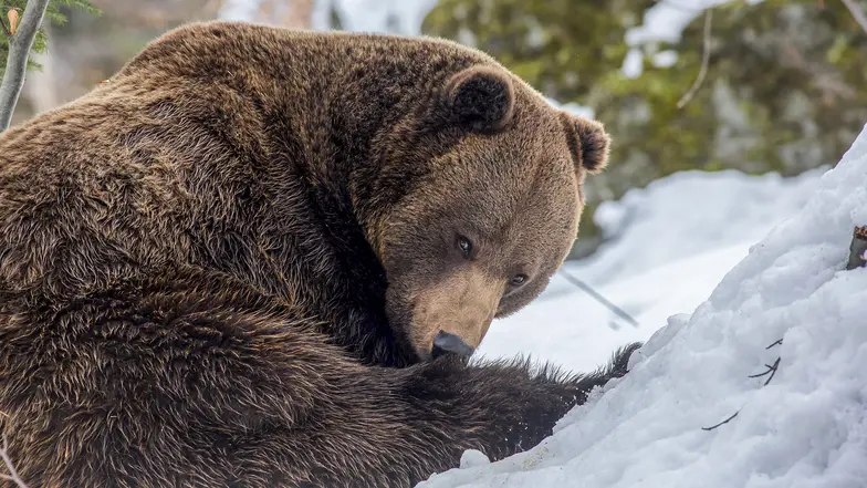 Niedźwiedź w Biabiogórskim Parku Narodowym // Fot. Krzysztof Sarapata, Tomasz Kotaś / materiały prasowe 
