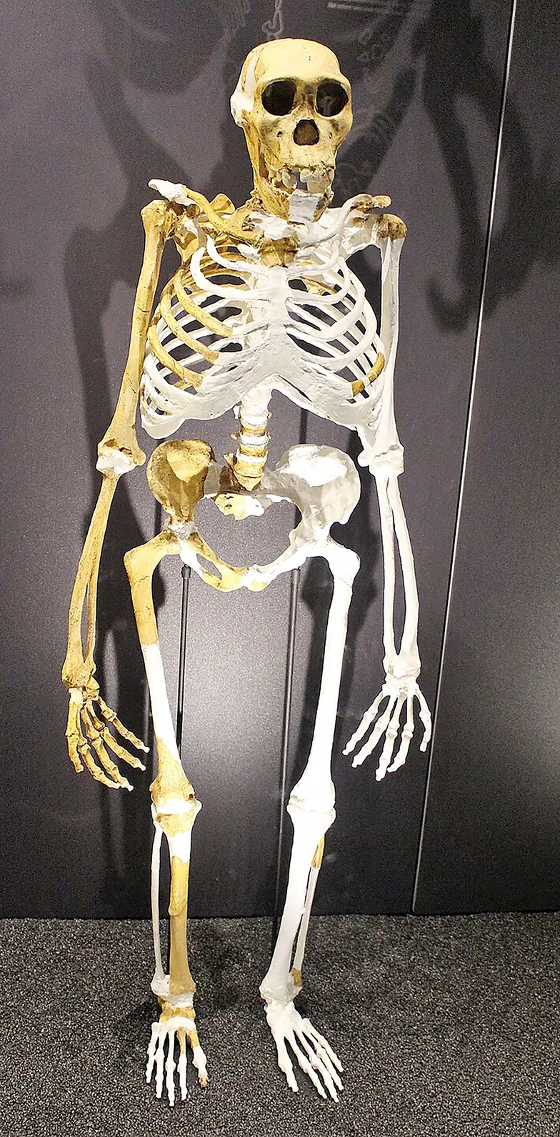 Australopithecus sediba // elifesciences.org / CC BY-SA 4.0 Australopithecus sediba // elifesciences.org / CC BY-SA 4.0