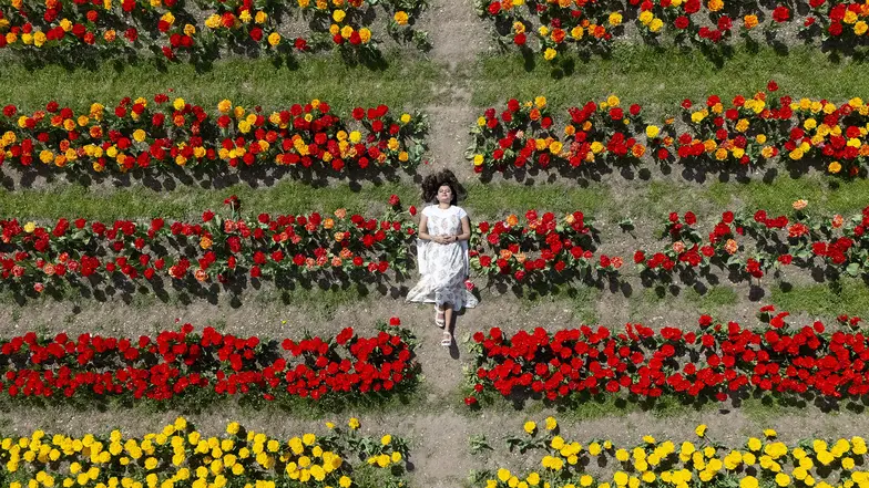 Pole tulipanów w St Albans w hrabstwie Hertfordshire. Wielka Brytania, 20 kwietnia 2026 r. // Fot. Tolga Akmen / EPA / PAP