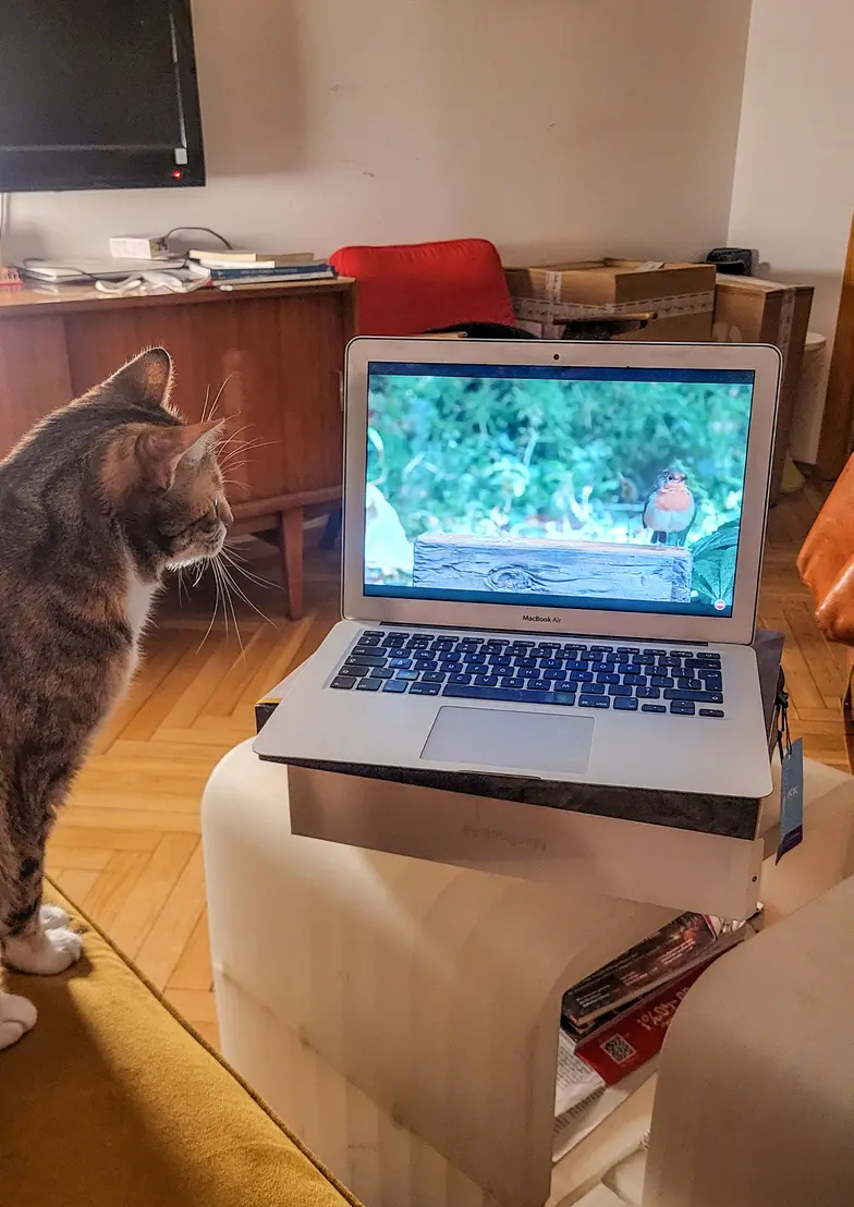 Kotek wybiera prawdę monitora // Fot. Olga Drenda