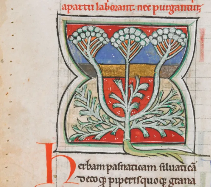 Pasternak, Pseudo-Apuleius, Herbarium, karta 36v / domena publiczna Pasternak, Pseudo-Apuleius, Herbarium, karta 36v / domena publiczna