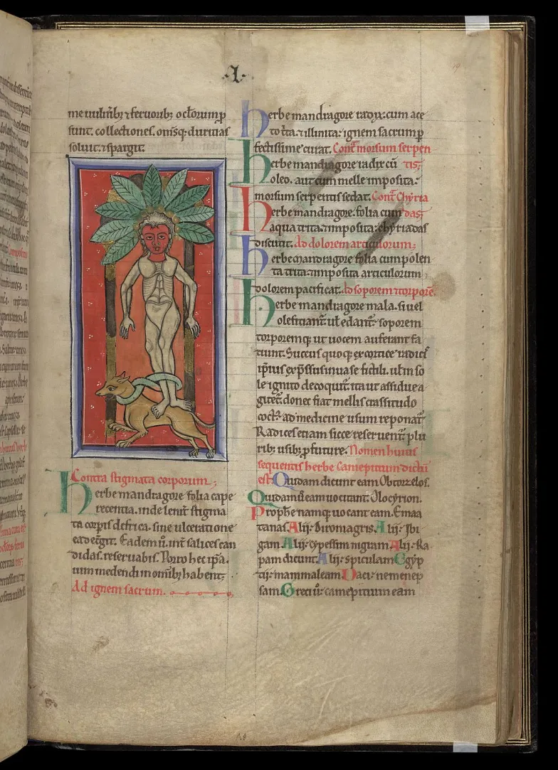 Karta 49, Madgragora, Pseudo-Apuleius, Herbarium / domena publiczna Karta 49, Madgragora, Pseudo-Apuleius, Herbarium / domena publiczna