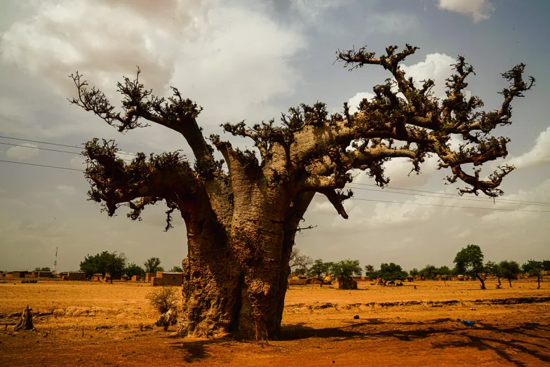 Baobab na północy Burkina Faso, maj 2019 r. / FOT. GILES CLARKE / UNOCHA / GETTY IMAGES 