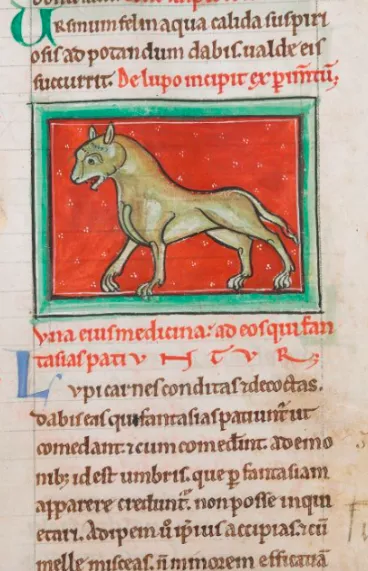 Wilk, karta 80, Sextus Pacitus, De medicina ex animalibus / domena publiczna Wilk, karta 80, Sextus Pacitus, De medicina ex animalibus / domena publiczna