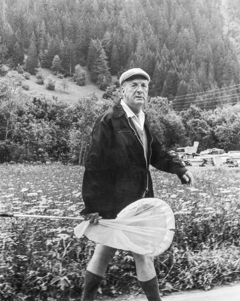 Nabokov łowi motyle w pobliżu swego domu w Montreux w Szwajcarii, lipiec 1962 r. / Fot. GETTY IMAGES