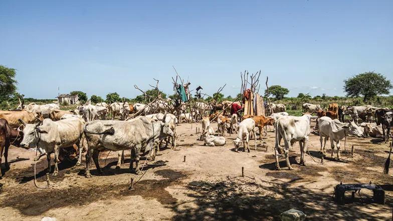 Stado krów w pobliżu obozowiska pasterzy w miejscowości Bor. Sudan Południowy, 2021 r. / fot. Natalia Ojewska