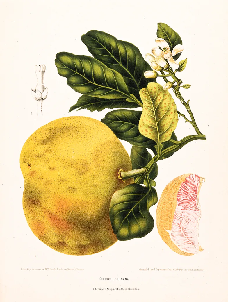 Owoc pomelo, chromolitografia, ok. 1885 r. / WELLCOME COLLECTION Owoc pomelo, chromolitografia, ok. 1885 r. / WELLCOME COLLECTION