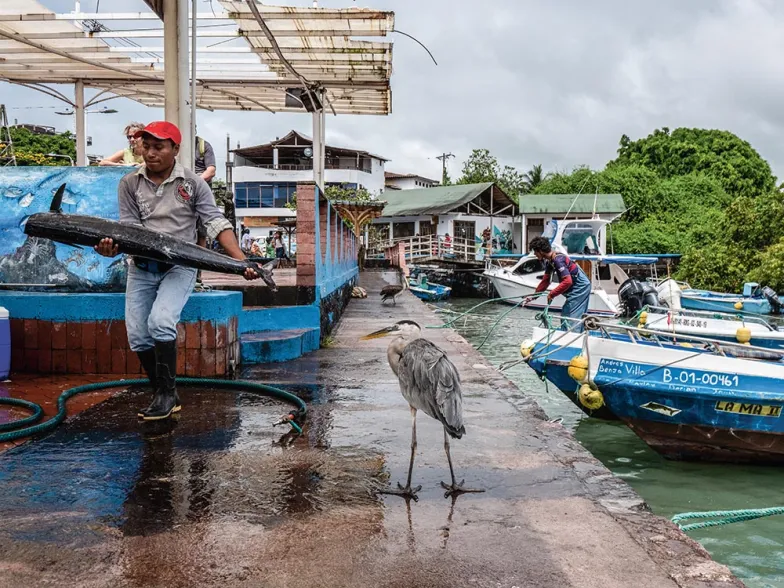 Targ rybny w Puerto Ayora w Santa Cruz, Galapagos, styczeń 2019 r. Po wizycie na tym archipelagu Darwin wpadł na koncepcję doboru naturalnego.