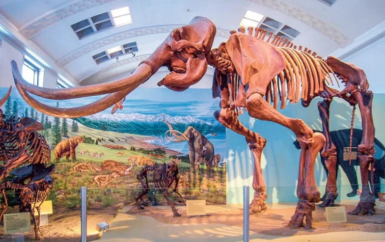 Mamuty w Muzeum Historii Naturalnej Utah, Salt Lake City, USA / DOMENA PUBLICZNA