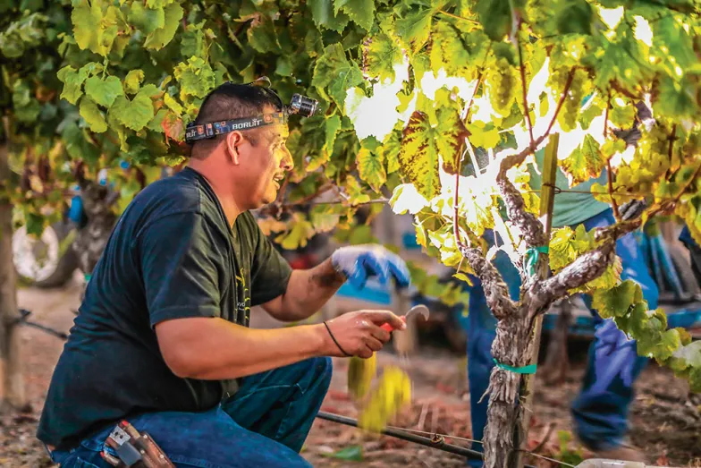 W winnicach Napa Valley, 2016 r. // JON MCPHERSON / NAPA VALLEY VINTNERS W winnicach Napa Valley, 2016 r. // JON MCPHERSON / NAPA VALLEY VINTNERS
