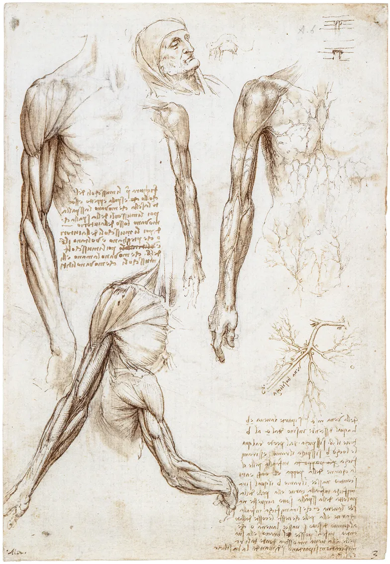 Leonardo da Vinci, studia anatomiczne, ok. 1510-11 r. / DOMENA PUBLICZNA / HER MAJESTY QUEEN ELIZABETH II; THE ROYAL COLLECTION
