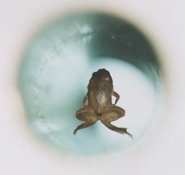 Żaba lewitująca w polu magnetycznym, eksperyment Andrieja Gejma i Michaela Berry'ego nagrodzony Ig Noblem w 2000 r. / fot. Lijnis Nelemans / Wikipedia / CC BY-SA 3.0