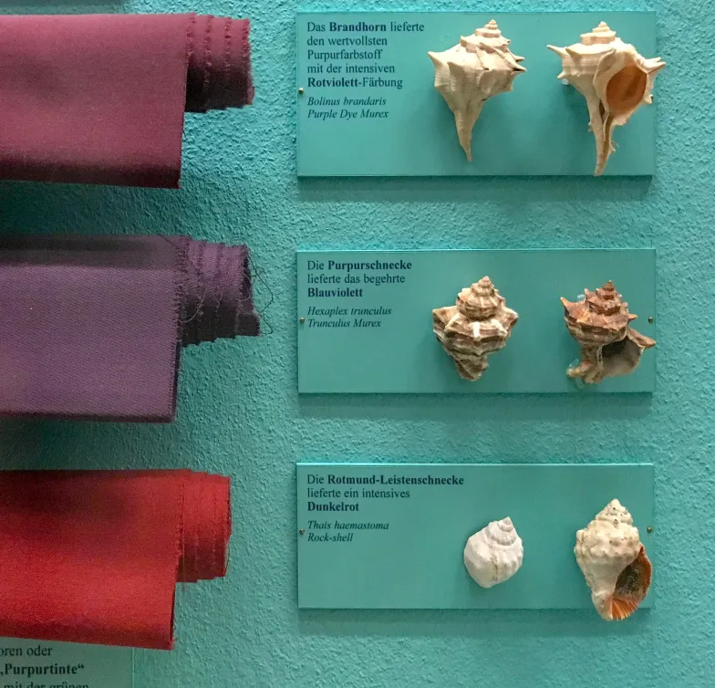 Różne odcienie purpury pozyskane z różnych ślimaków / Wikimedia Commons