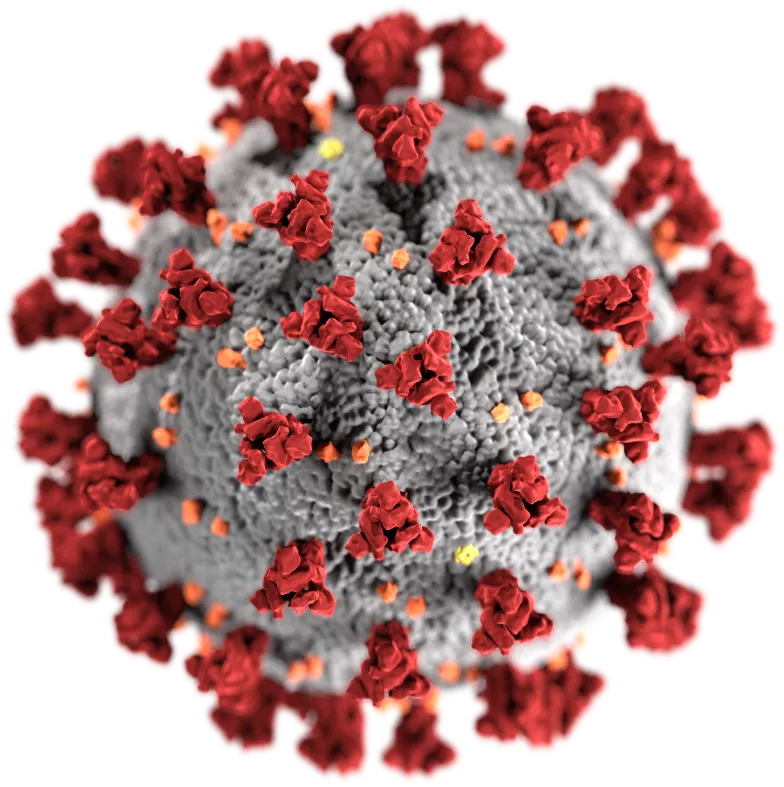 Wizualizacja wirionu SARS-CoV-2 / Centers for Disease Control and Prevention / Wikimedia